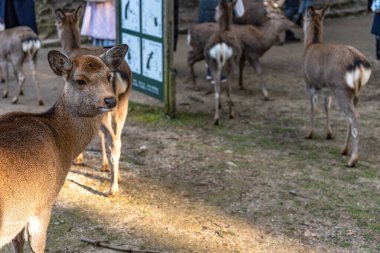 Geyik Kasuga Grand Shrine, Nara Park Bölgesi. Burada geyikler özgürce tapınaklarda ve parklarda dolaşıyorlar. Nara Bölgesi, Japonya