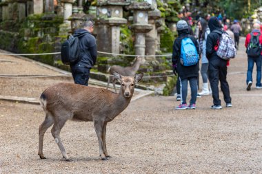 Geyik Kasuga Grand Shrine, Nara Park Bölgesi. Burada geyikler özgürce tapınaklarda ve parklarda dolaşıyorlar. Nara Bölgesi, Japonya