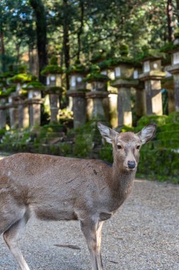 Geyik Kasuga Grand Shrine, Nara Park Bölgesi. Burada geyikler özgürce tapınaklarda ve parklarda dolaşıyorlar. Nara Bölgesi, Japonya