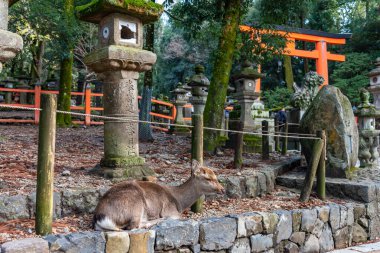 Nara Bölgesi, Japonya - 17 DEC 2023: Kasuga Grand Shrine 'de geyik, Nara Park Bölgesi. Burada geyikler özgürce tapınaklarda ve parklarda dolaşıyorlar.