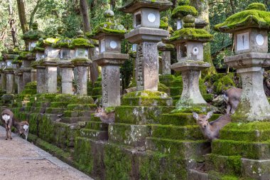 Nara Bölgesi, Japonya - 17 DEC 2019: Kasuga Grand Shrine 'de geyik, Nara Park Bölgesi. Burada geyikler özgürce tapınaklarda ve parklarda dolaşıyorlar.