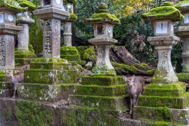 Nara Bölgesi, Japonya - 17 Aralık 2020: Kasuga Grand Shrine 'de geyik, Nara Park Bölgesi. Burada geyikler özgürce tapınaklarda ve parklarda dolaşıyorlar.