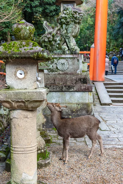 Cervo nel Santuario di Kasuga, Nara Park Area. Qui dentro, i cervi vagano liberamente nei templi e nel parco. Prefettura di Nara, Giappone — Foto Stock