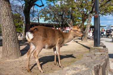 Yakın plan Geyik, yeni yıl Japon Hatsumode tatilinde Miyajima 'da gün ışığında dinlenir. Burada, geyikler adada serbestçe dolaşıyorlar ve ziyaretçilerle etkileşimden korkmuyorlar. Hiroşima şehri