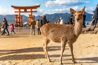 Yakın plan Geyik, yeni yıl Japon Hatsumode tatilinde Miyajima 'da gün ışığında dinlenir. Burada, geyikler adada serbestçe dolaşıyorlar ve ziyaretçilerle etkileşimden korkmuyorlar. Hiroşima şehri