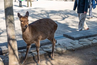 Yakın plan Geyik, yeni yıl Japon Hatsumode tatilinde Miyajima 'da gün ışığında dinlenir. Burada, geyikler adada serbestçe dolaşıyorlar ve ziyaretçilerle etkileşimden korkmuyorlar. Hiroşima şehri