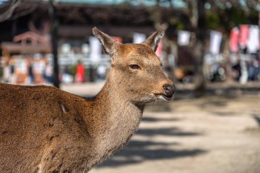 Yakın plan Geyik, yeni yıl Japon Hatsumode tatilinde Miyajima 'da gün ışığında dinlenir. Burada, geyikler adada serbestçe dolaşıyorlar ve ziyaretçilerle etkileşimden korkmuyorlar. Hiroşima şehri