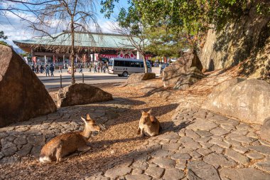 Hiroşima Bölgesi, Japonya - Ocak 02 2019 Miyajima, Hiroşima 'da geyik rahatlaması. Burada geyikler adanın etrafında serbestçe dolaşıyorlar ve ziyaretçilerle etkileşimden korkmuyorlar.
