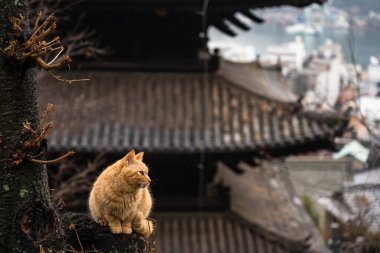 Onomichi şehrindeki Neko-no-Hosomichi Kedi Sokağı. Bu geleneksel Japon dar caddesinde birçok kedi bulunabilir. Hiroşima Bölgesi, Japonya