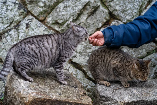 Neko-no-Hosomichi Kattensteeg in Onomichi Stad. Bezoekers voeden en spelen hier met katten. Prefectuur Hiroshima, Japan — Stockfoto