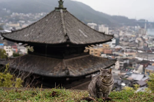 Neko-no-Hosomichi Cat Alley na cidade de Onomichi. Muitos gatos podem ser encontrados nesta rua estreita tradicional japonesa. Prefeitura de Hiroshima, Japão — Fotografia de Stock