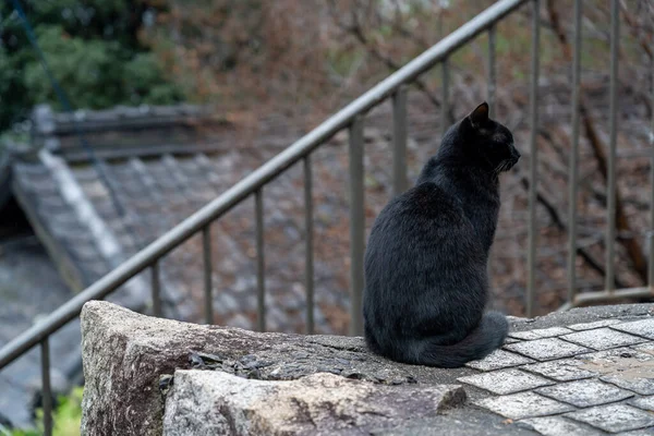 Neko-no-Hosomichi Cat Alley na cidade de Onomichi. Muitos gatos podem ser encontrados nesta rua estreita tradicional japonesa. Prefeitura de Hiroshima, Japão — Fotografia de Stock