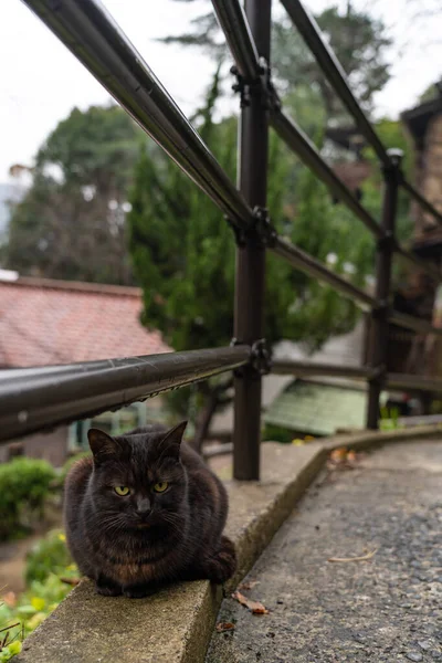 Neko-no-Hosomichi Cat Alley en la ciudad de Onomichi. Muchos gatos se pueden encontrar en esta tradicional calle estrecha japonesa. Prefectura de Hiroshima, Japón — Foto de Stock