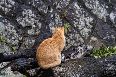 Yakından sevimli kedi vahşi doğada dinleniyor.