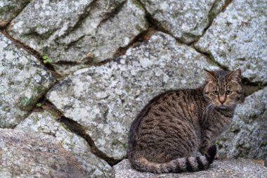 Yakından sevimli kedi vahşi doğada dinleniyor.