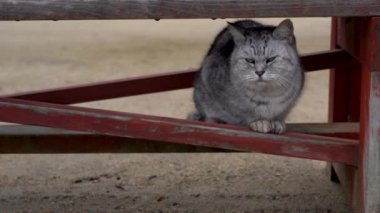 Parktaki bankın altında oturan sevimli kedi.