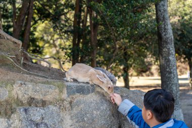 Hiroşima Bölgesi, Japonya - 28 Aralık 2019: Okunoshima 'da (Tavşan Adası) yabani tavşanları beslemek. Adada dolaşan sayısız yaban tavşanı oldukça uysaldır ve insanlara yaklaşacaktır.