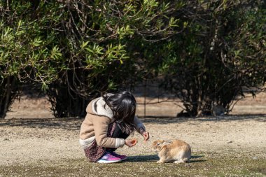 Hiroşima Bölgesi, Japonya - 28 Aralık 2019: Okunoshima 'da (Tavşan Adası) yabani tavşanları beslemek. Adada dolaşan sayısız yaban tavşanı oldukça uysaldır ve insanlara yaklaşacaktır.