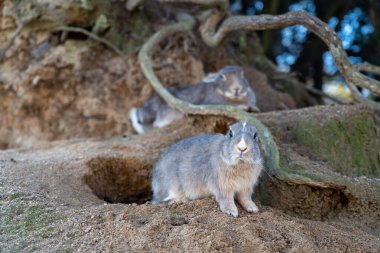 Okunoshima 'da (Tavşan Adası) sevimli yabani tavşanlar. Adada dolaşan sayısız yaban tavşanı oldukça uysaldır ve insanlara yaklaşacaktır. Hiroşima, Japonya