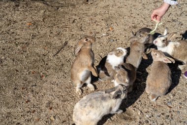 Okunoshima 'da (Tavşan Adası) yabani tavşanları beslemek. Adada dolaşan sayısız yaban tavşanı oldukça uysaldır ve insanlara yaklaşacaktır. Hiroşima Bölgesi, Japonya