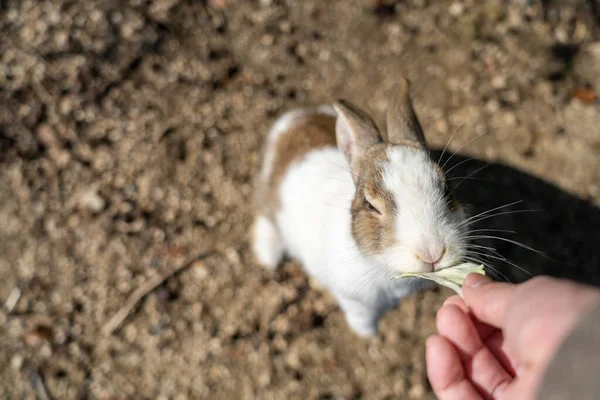 Feeding rabbits Stock Photos, Royalty Free Feeding rabbits Images ...