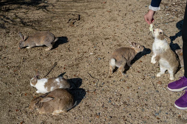 Alimentación de conejos salvajes en Okunoshima (Isla del Conejo). Numerosos conejos salvajes que vagan por la isla, son bastante mansos y se acercarán a los humanos. Prefectura de Hiroshima, Japón —  Fotos de Stock