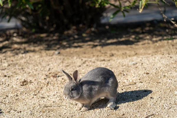 Roztomilé divoké králíky na Okunošimě (Králičí ostrov). Mnoho divokých králíků, kteří se potulují po ostrově, jsou dost krotcí a přiblíží se k lidem. Hirošima, Japonsko — Stock fotografie