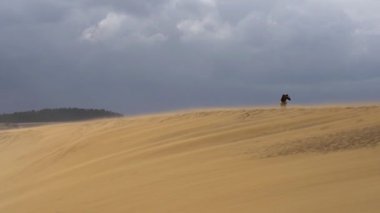 Tottori kum tepelerinde yürüyen bir turist (Tottori Sakyu). Japonya 'nın en büyük kum tepesi, Sanin Kaigan Milli Parkı' nın bir parçası.