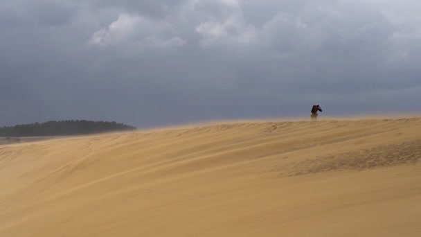Tourist Walking Tottori Sand Dunes Tottori Sakyu Largest Sand Dune — Stock Video
