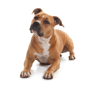 dikkatli köpek staffordshire izole