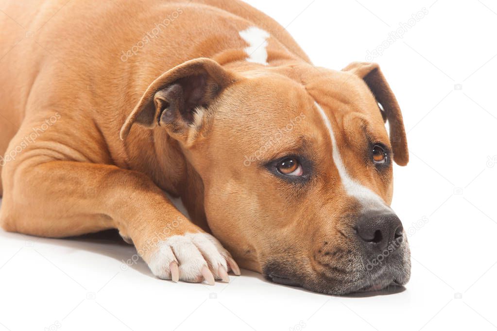 sad dog stafforshire white background