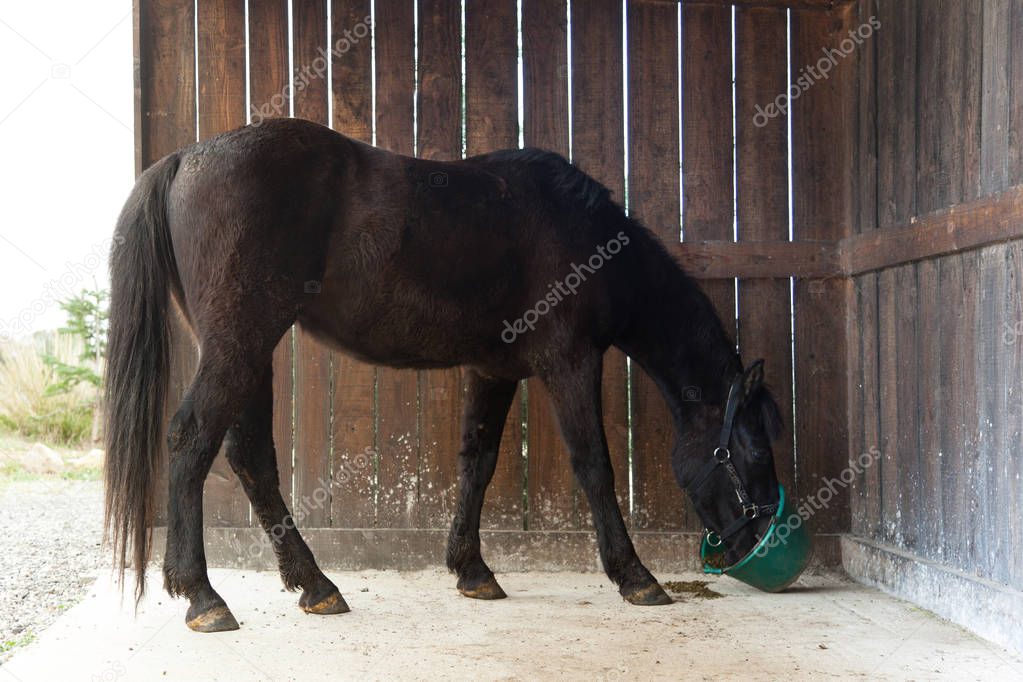 Black horse in a box eating