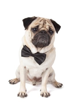 papyon ile zarif ve şık pug köpek