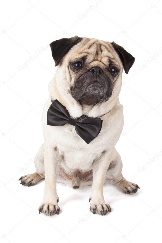 elegant and stylish pug dog with bow tie