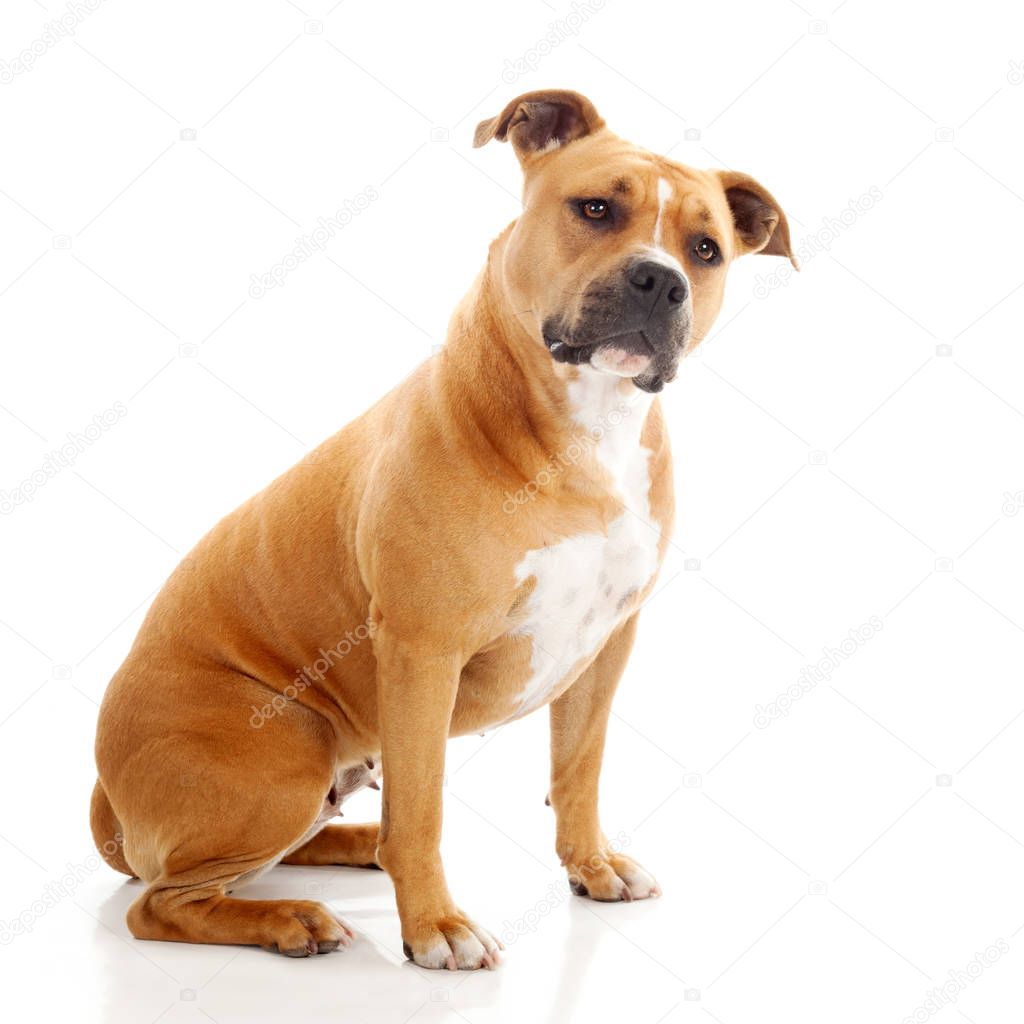 interrogative staffordshire dog isolated