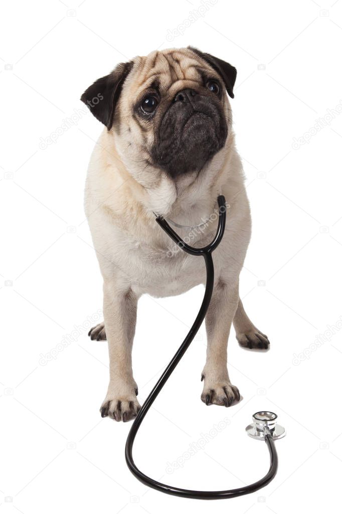doctor dog pug with stethoscope
