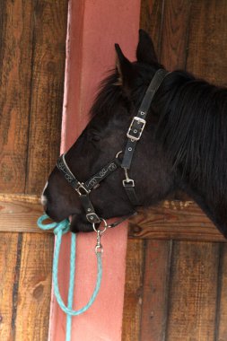 siyah at bir kutuya bağlı