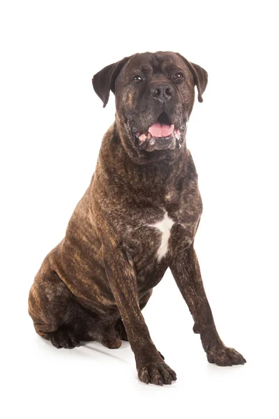 Cane corso kutya barna tong, elszigetelt — Stock Fotó