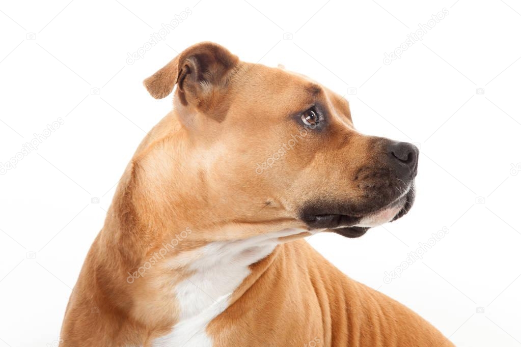 beautiful profile american staffordshire dog isoalted