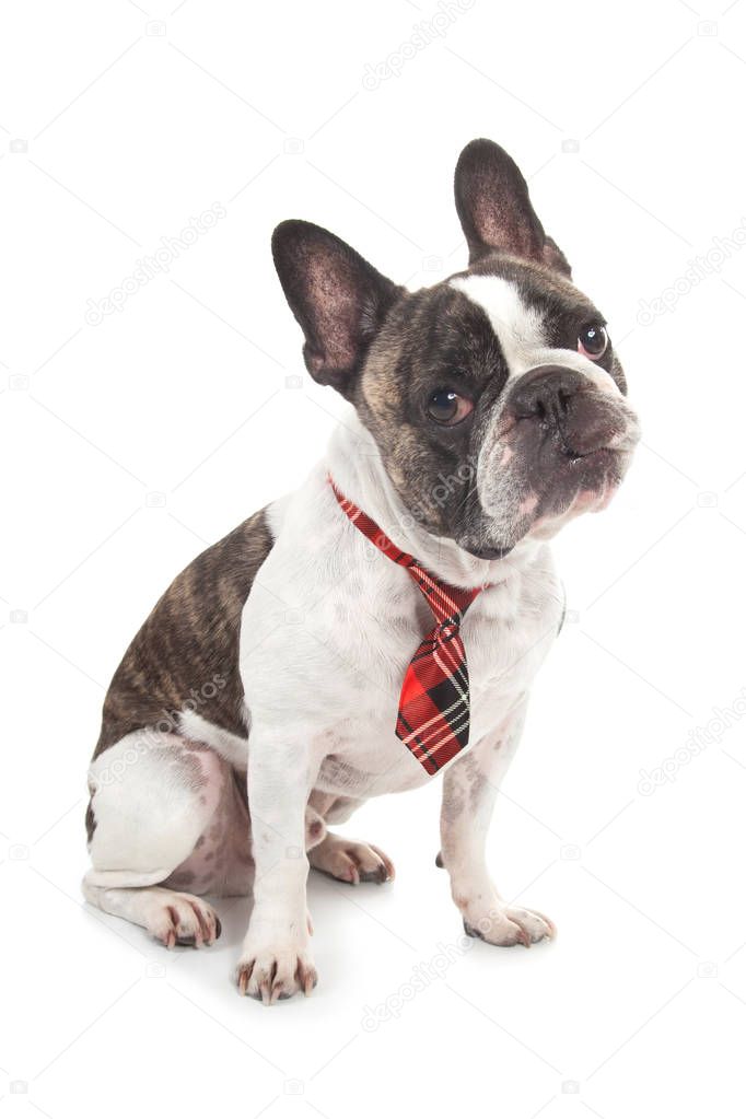 cute interrogative french bulldog with red tile tie leaning head