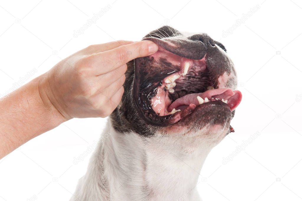 examine set of tooth bulldog dog isolated on white background 