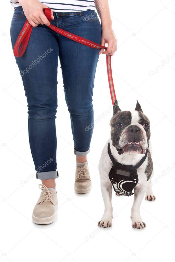 french bull dog with leash walk with mistress isolated on white 