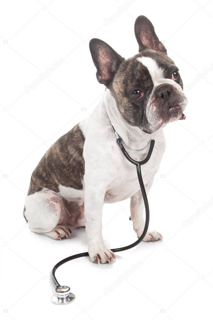 interrogative doctor dog sitting with stethoscope isolated 