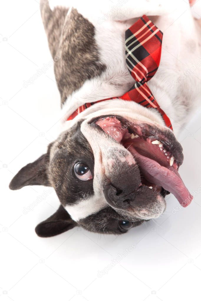crazy smiling dog french bulldog purebreed with tong out isolated