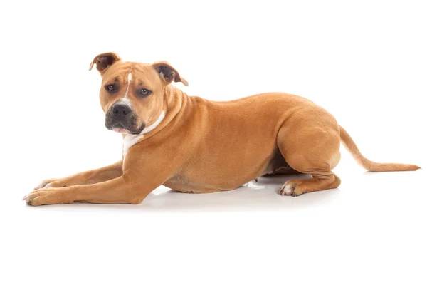 Lying down dog tawny pitbull isolated — Stock Photo, Image