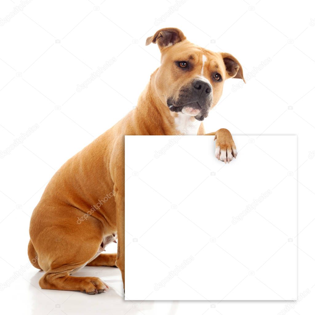 interrogative staffordshire dog with empty board isolated