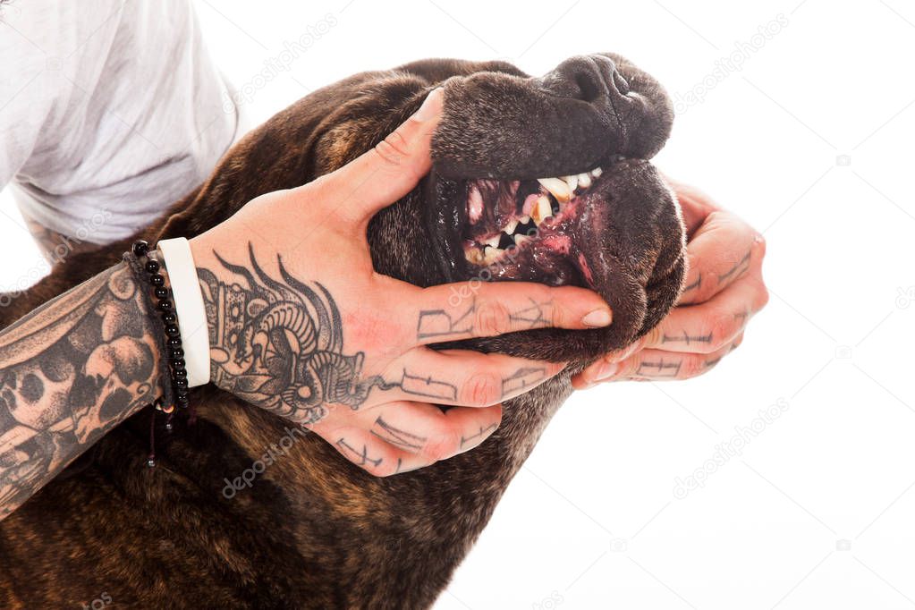 man tattoo hand show dog teeth veterinary action isolated