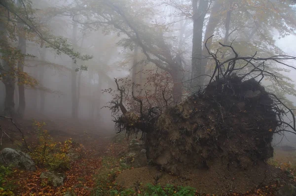 Een Omgevallen Boom Herfst Mistige Bos Crimea — Stockfoto