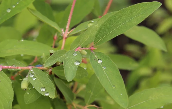 Des gouttes de pluie sur les feuilles. — Photo