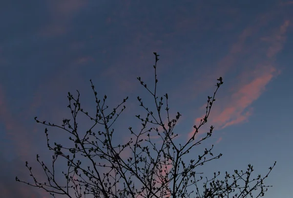 Bir ağaç günbatımı arka plan üzerinde twigs